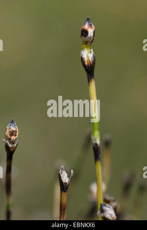 dwarf scouring-rush (Equisetum scirpoides), with cones Stock Photo