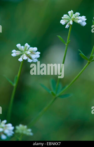 Herb Canary Clover (Dorycnium herbaceum), blooming Stock Photo