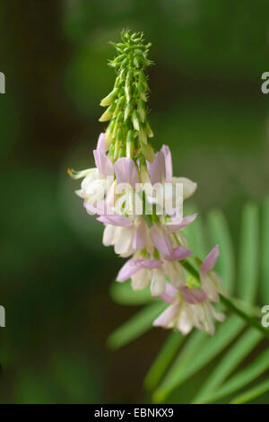 Goat's rue, French lilac, Italian fitch, Professor-weed (Galega officinalis), inflorescence, Germany Stock Photo
