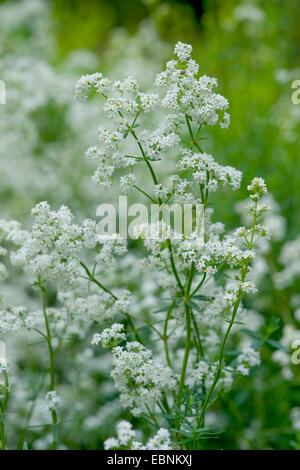 northern bedstraw (Galium boreale), blooming, Germany Stock Photo