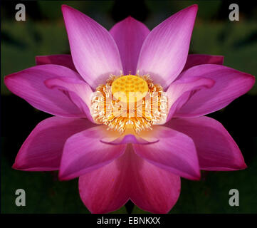 East Indian lotus (Nelumbo nucifera), blooming, Thailand Stock Photo