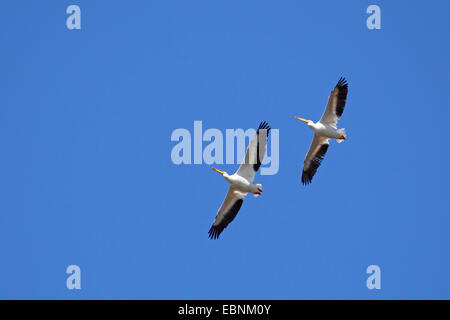 American white pelican (Pelecanus erythrorhynchos), two flying pelicans, USA, Florida, Merritt Island Refuge Stock Photo