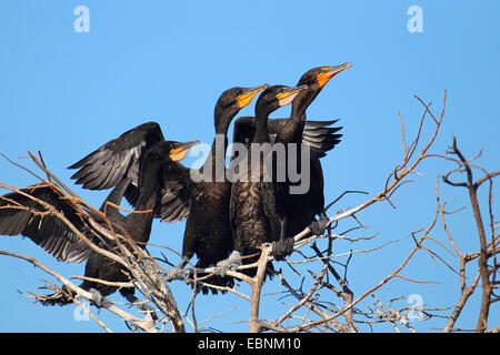 double-crested cormorant (Phalacrocorax auritus), flock sits in a tree, USA, Florida Stock Photo