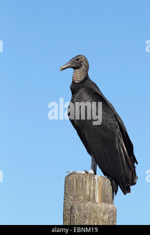 American black vulture (Coragyps atratus), sits on a pole, USA, Florida Stock Photo