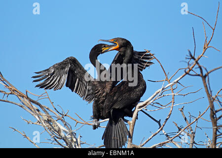 double-crested cormorant (Phalacrocorax auritus), adult cormorant feeds fledged juvenile bird, USA, Florida Stock Photo