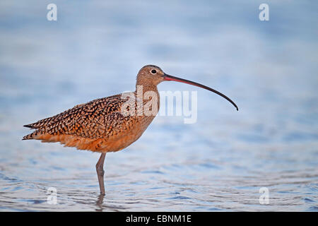 Long-billed curlew (Numenius americanus), stands in shallow water, USA, Florida Stock Photo