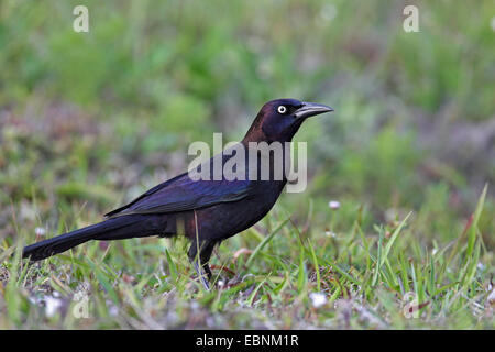 common grackle (Quiscalus quiscula), male stands on a meadow, USA, Florida Stock Photo