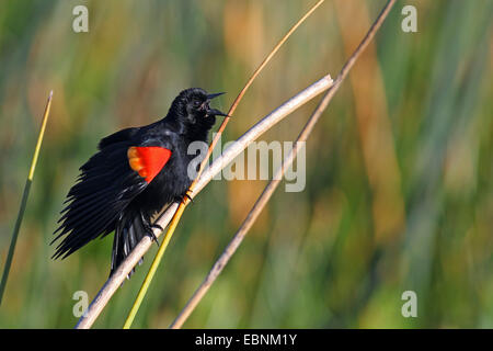 red-winged blackbird (Agelaius phoeniceus), singing male on a branch, USA, Florida Stock Photo