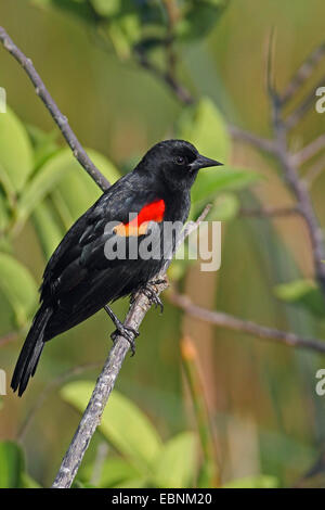 red-winged blackbird (Agelaius phoeniceus), male sits on a branch, USA, Florida Stock Photo