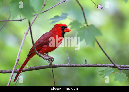 common cardinal (Cardinalis cardinalis), male sits in a bush, USA, Florida Stock Photo