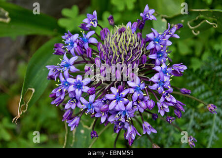 Peruvian Scilla (Scilla peruviana), inflorescence, Gibraltar Stock Photo