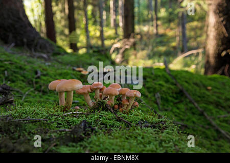 Dark honey fungus, Honey mushroom (Armillaria ostoyae, Armillariella polymyces, Armillaria solidipes), fruiting bodies on a mossy tree snag, Germany, Bavaria Stock Photo