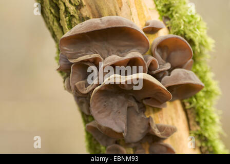 jelly ear (Auricularia auricula-judae, Hirneola auricula-judae), fruiting bodies at tree trunk, Germany