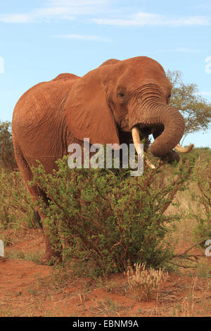 African elephant (Loxodonta africana), browsing, Kenya, Tsavo East National Park Stock Photo