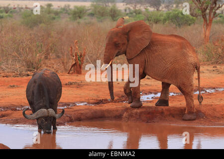 African elephant (Loxodonta africana), juvenile elephant and buffalo, Kenya, Tsavo East National Park Stock Photo