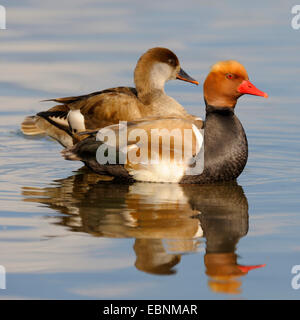 red-crested pochard (Netta rufina), breeding couple resting on the water, Germany, Baden-Wuerttemberg Stock Photo