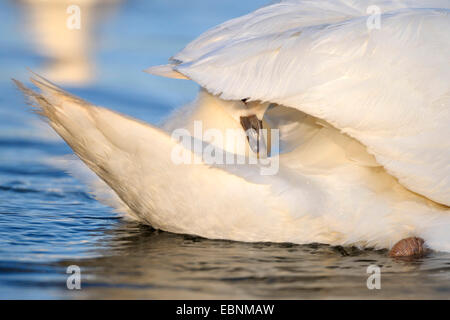 mute swan (Cygnus olor), chick resting on an adult bird's tail, Germany, Baden-Wuerttemberg Stock Photo