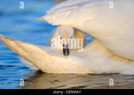 mute swan (Cygnus olor), chick resting on an adult bird's tail, Germany, Baden-Wuerttemberg Stock Photo