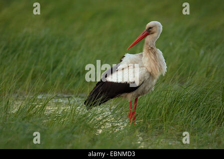 white stork (Ciconia ciconia), standing in a marsh meadow, Austria, Burgenland, Neusiedler See National Park Stock Photo