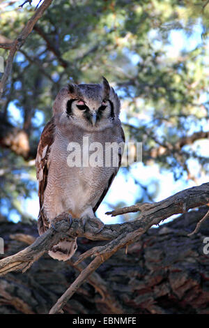 verreaux's eagle owl, Giant Eagle Owl (Bubo lacteus), sits in the shade of a tree, South Africa, Kgalagadi Transfrontier National Park Stock Photo