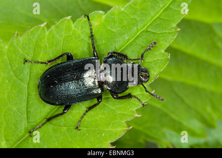 Platycerus cribatus, Blue Stag Beetle (Platycerus caraboides, Systenocerus cribatus, Platycerus  cribatus), on a leaf, Germany Stock Photo