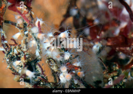 moon jelly, common jellyfish (Aurelia aurita), polyp stadium, Scyphistoma
