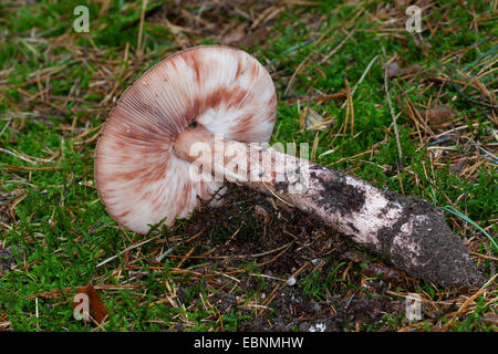 blusher (Amanita rubescens), characteristic flakes washed away by the rain, Germany Stock Photo