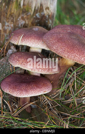 Plums and Custard, Red-haired agaric (Tricholomopsis rutilans, Tricholomopsis variegata, Tricholoma rutilans), four fruiting bodies at the base of a tree trunk, Germany Stock Photo