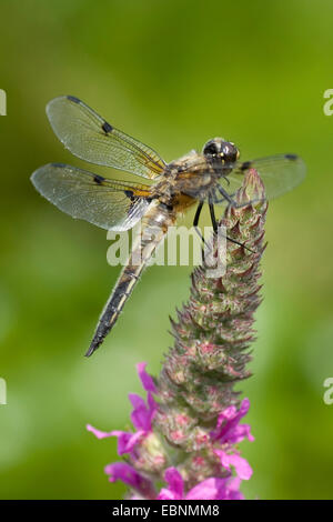 four-spotted libellula, four-spotted chaser, four spot (Libellula quadrimaculata), on purple loosestrife, Germany Stock Photo