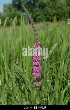 purple loosestrife, spiked loosestrife (Lythrum salicaria), inflorescence, Germany Stock Photo