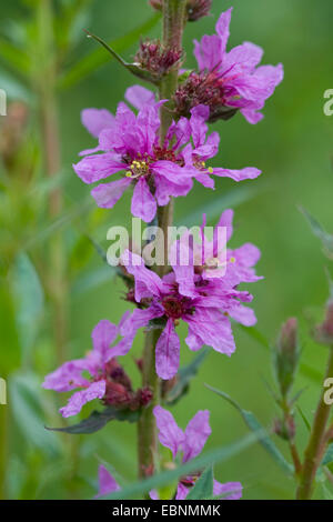 purple loosestrife, spiked loosestrife (Lythrum salicaria), flowers, Germany Stock Photo