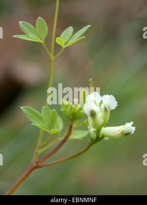 Climbing corydalis (Ceratocapnos claviculata, Corydalis claviculata), blooming, Germany Stock Photo