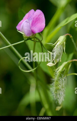 Hairy vetchling, Rough peavine (Lathyrus hirsutus), with flower and young fruits, Germany Stock Photo