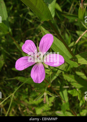 marsh cranesbill (Geranium palustre), blooming, Germany Stock Photo