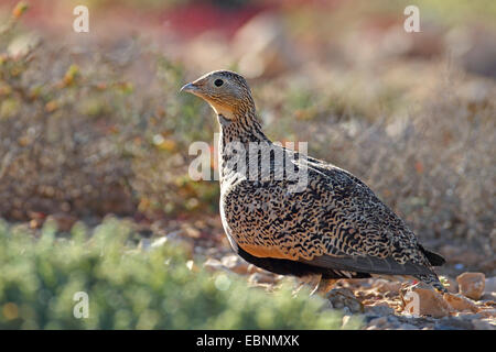 black-bellied sandgrouse (Pterocles orientalis), female sits on the ground in semi-desert, Canary Islands, Fuerteventura Stock Photo