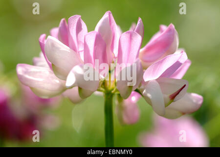 crown vetch, trailing crownvetch, common crown-vetch (Securigera varia, Coronilla varia), inflorescence, Germany Stock Photo