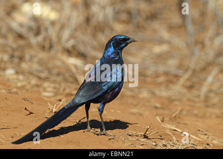 Burchell's starling (Lamprotornis australis), standing on the ground, South Africa, Kruger National Park Stock Photo