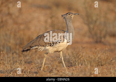 kori bustard (Ardeotis kori), going in the dunes, South Africa, Kgalagadi Transfrontier National Park Stock Photo