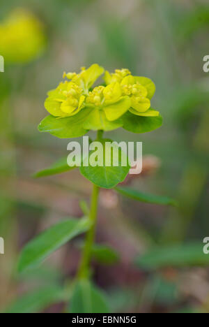 Spurge (Euphorbia verrucosa), blooming, Switzerland, NSG Chilpen Diegten