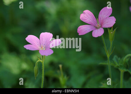 French Cranesbill (Geranium endressii), blooming Stock Photo