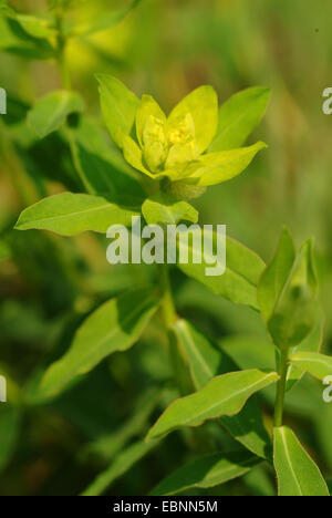 Spurge (Euphorbia verrucosa), blooming, Switzerland, NSG Chilpen Diegten