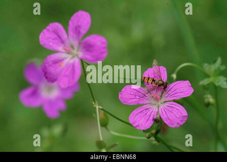 marsh cranesbill (Geranium palustre), flowers with hoverfly, Germany Stock Photo