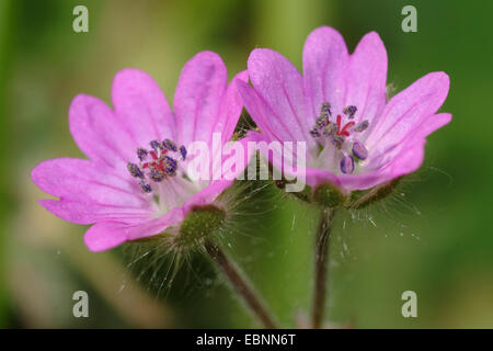 Dovefoot geranium, Dove's-foot Crane's-bill (Geranium molle), flowers, Germany Stock Photo