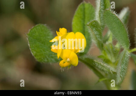 Bur medick, Little burclover (Medicago minima), blooming, Germany Stock Photo