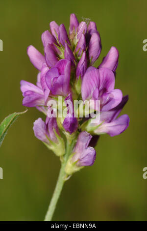 alfalfa, lucerne (Medicago sativa agg., Medicago x varia, Medicago varia), blooming Stock Photo