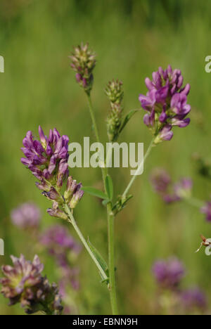 alfalfa, lucerne (Medicago sativa agg., Medicago x varia, Medicago varia), blooming Stock Photo