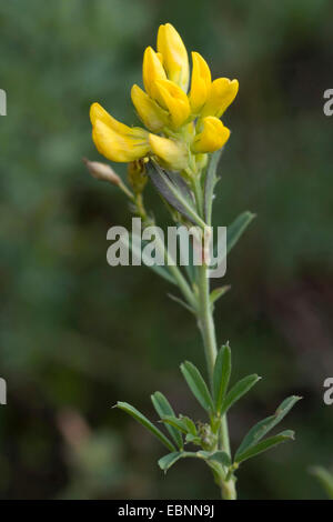 alfalfa, lucerne (Medicago sativa agg., Medicago x varia, Medicago varia), blooming in yellow Stock Photo