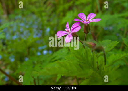 herb robert (Geranium robertianum), blooming, Germany, Rhineland-Palatinate Stock Photo