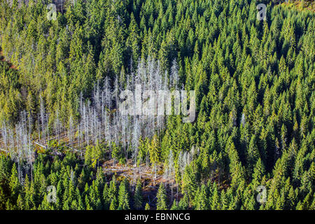 bark beetles, engraver beetles &amp; ambrosia beetles, timber beetles (Scolytidae (Ipidae)), aerial view to infestation area in a still intact spruce forest, Czech Republic, Boehmerwald Stock Photo