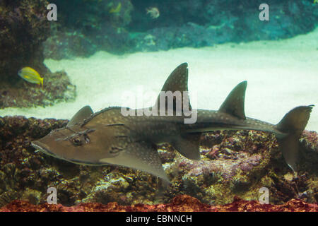 Bowmouth guitarfish (Rhina ancylostoma, Rhina ancylostomus, Rhina cyclostomus), swimming Stock Photo